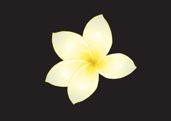 Vector illustration of frangipani on dark background