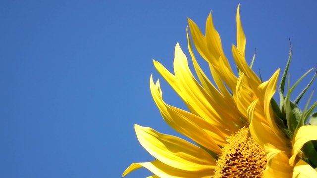 girasole