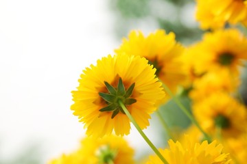 Yellow daisy