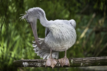 Pelican Preening above a pond