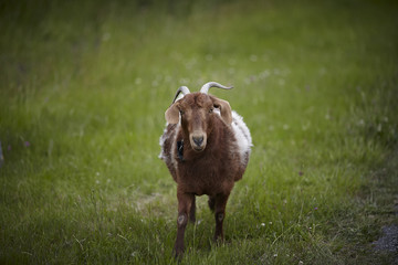 male brown goat with horns in the meadow