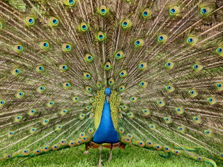 Obraz premium Pavo cristatus