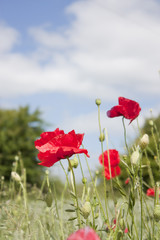 Papaver &ETH; corn poppy