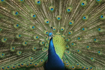 Obraz premium Pfau schlägt ein Rad