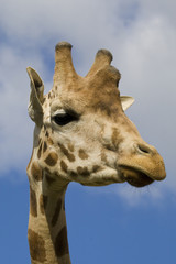 Giraffe Portrait
