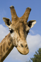 Naklejka premium Giraffe Portrait