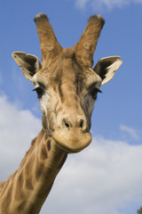 Naklejka premium Giraffe Portrait