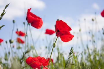 wild corn poppy in a field in summer, Papaver Ð corn poppy