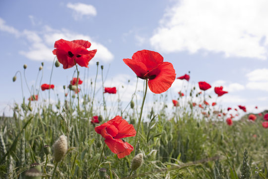 wild corn poppy in a field in summer, Papaver &ETH; corn poppy