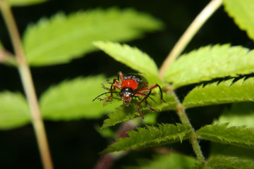 Soldatenkaefer / Soldier beetle (Cantharis fusca)