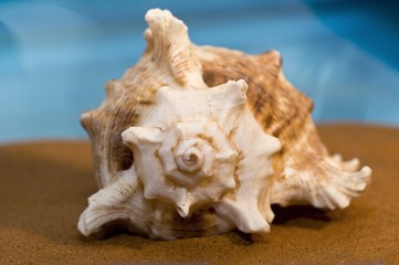 conchiglia su sabbia