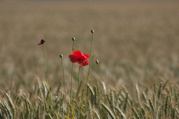 Fototapeta premium Mohn