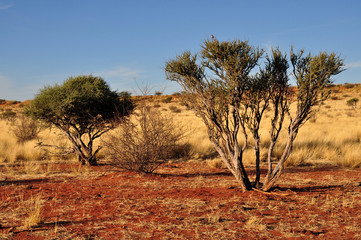 arbusti sulla sabbia rossa del kalahari
