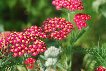 Gemeine Schafgarbe  rot (Achillea millefolium)