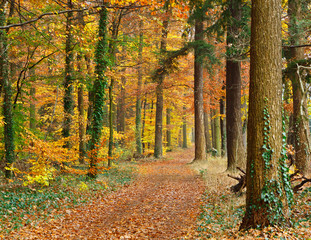 Obraz premium Pathway in the autumn forest