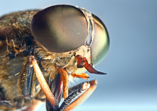 Portrait of a horse-fly insect