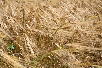 Crop