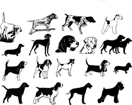 Chiens de chasse