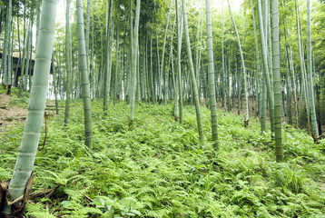 Fototapeta na wymiar Bambus lesie, naturalne zielone tło