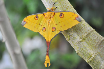 Comet Moth  Argema mittrei