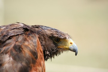 Bussard