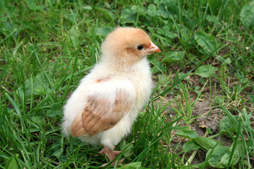 Baby chicken exploring green grass