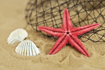 Fototapeta na wymiar stella marina su sabbia