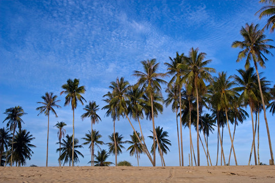 Coconut Palms on the Beach