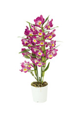 orchidée dendrobium rose - obrazy, fototapety, plakaty