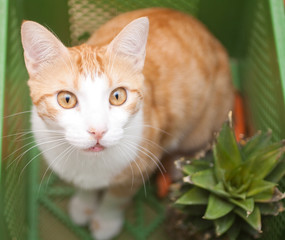 Katze kuckt aus Gemüsekiste heruas