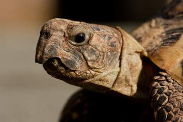 Kopf Griechische Landschildkröte