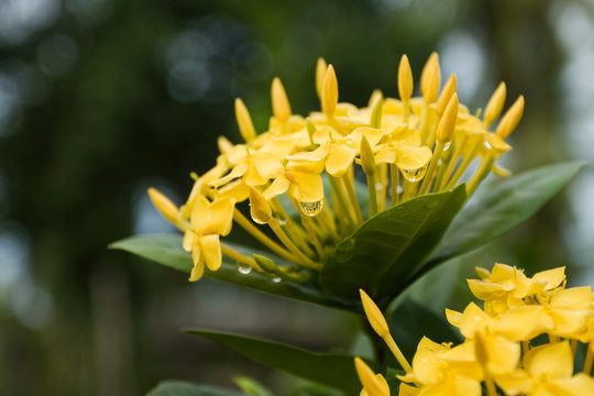 Yellow Ixora Flowers at Full Bloom