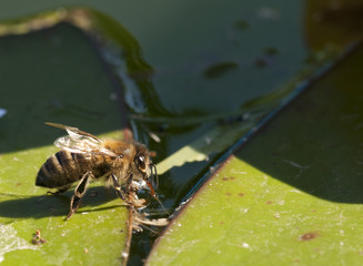 bee