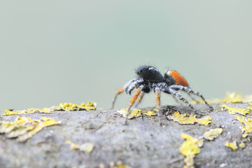 Wolf Spider