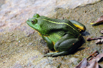 Green Frog