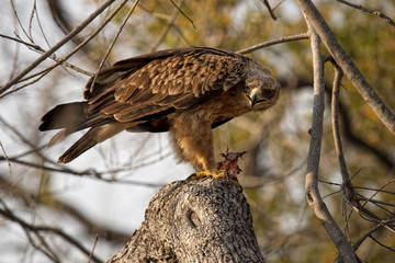 raubvogel