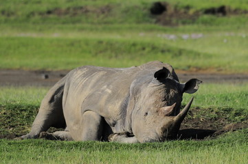 Rhinoceros (Rhinocerotidae), lake Nakuru, Kenya © PROMA