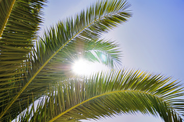 Fototapeta na wymiar Sun and palm tree