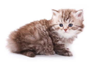 Little kitten on white background