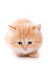 Little kitten on white background