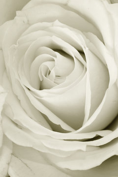 Close up shot of rose flower