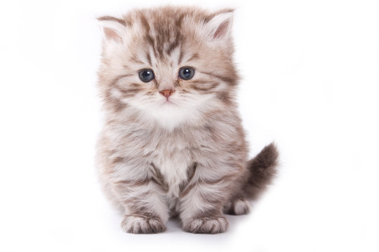 Fototapeta Little kitten on white background