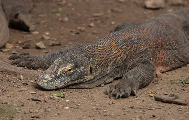 Komodo Waran