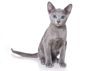 Russian blue kitten on white