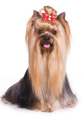 Yorkshire terrier puppy on white background