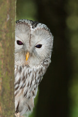 Ural Owl