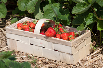 Frisch gepfl&uuml;ckte Erdbeeren im K&ouml;rbchen
