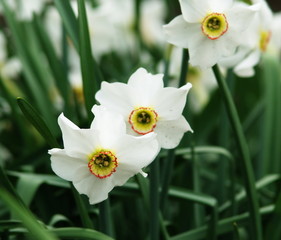 White narcissus