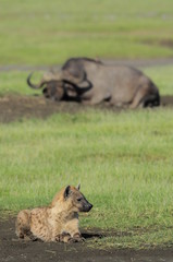 Hyena with Buffalo in the background in Lake Nakuru Park