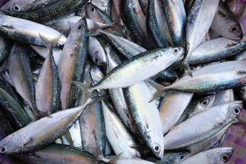 Obraz premium Many fish